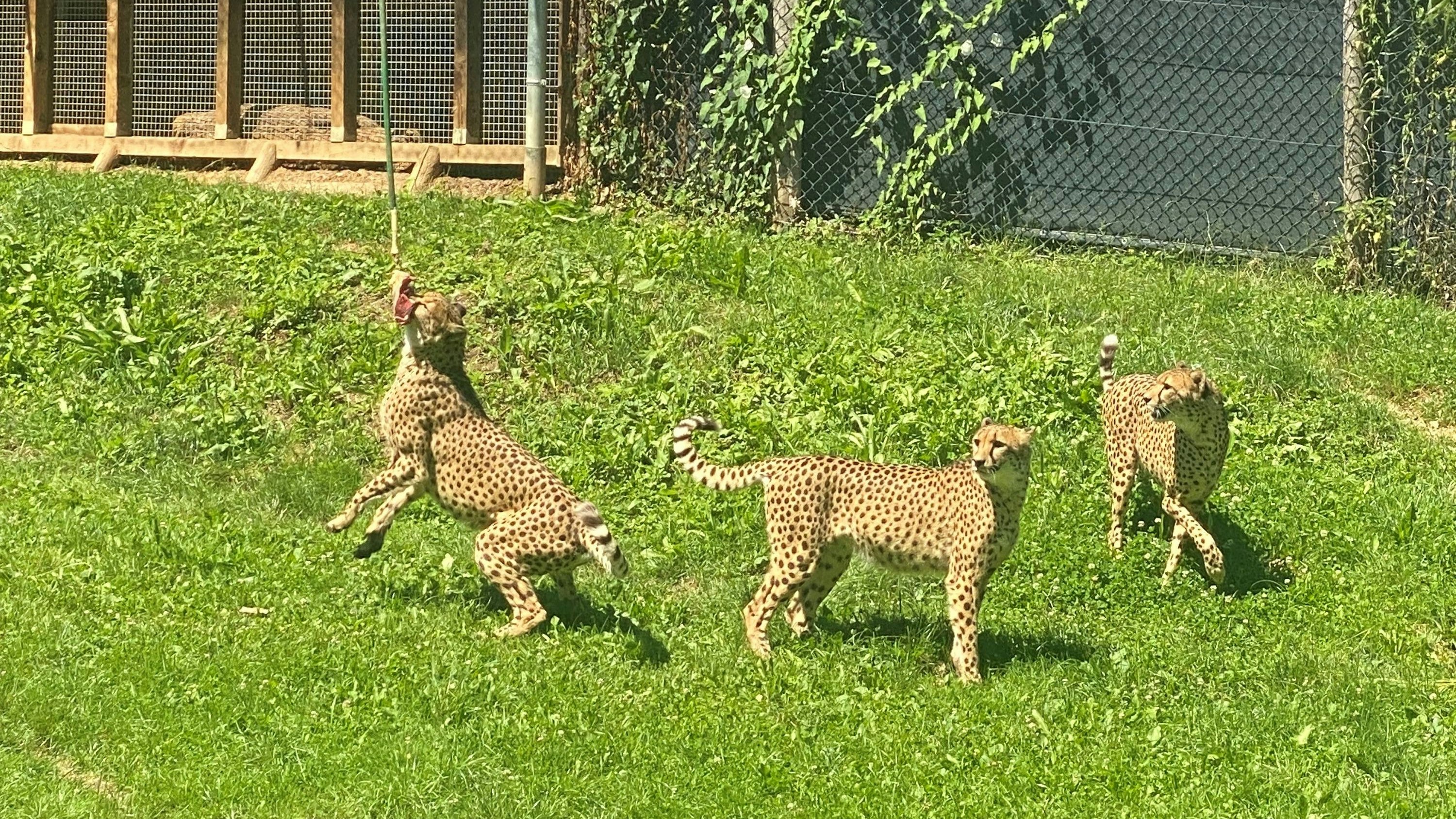 Über 700 Tiere leben im Tierpark Herberstein.