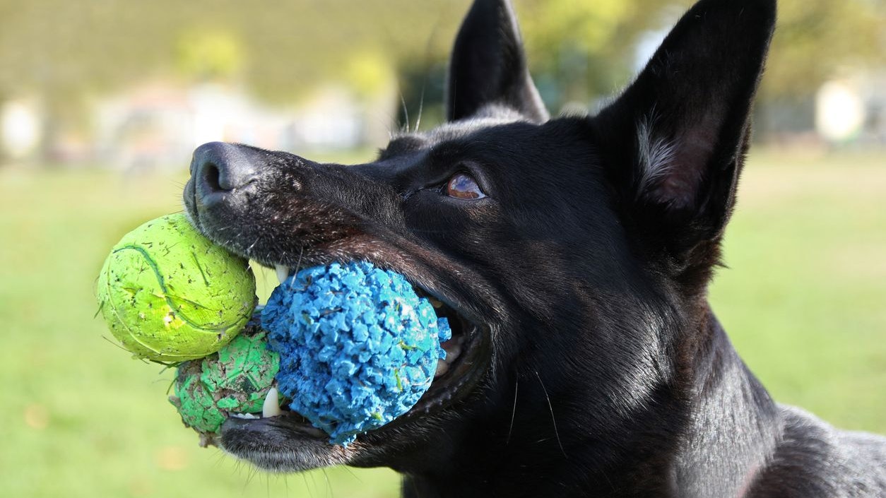 Heute.at - Balljunkies – Jeder dritte Hund ist spielsüchtig