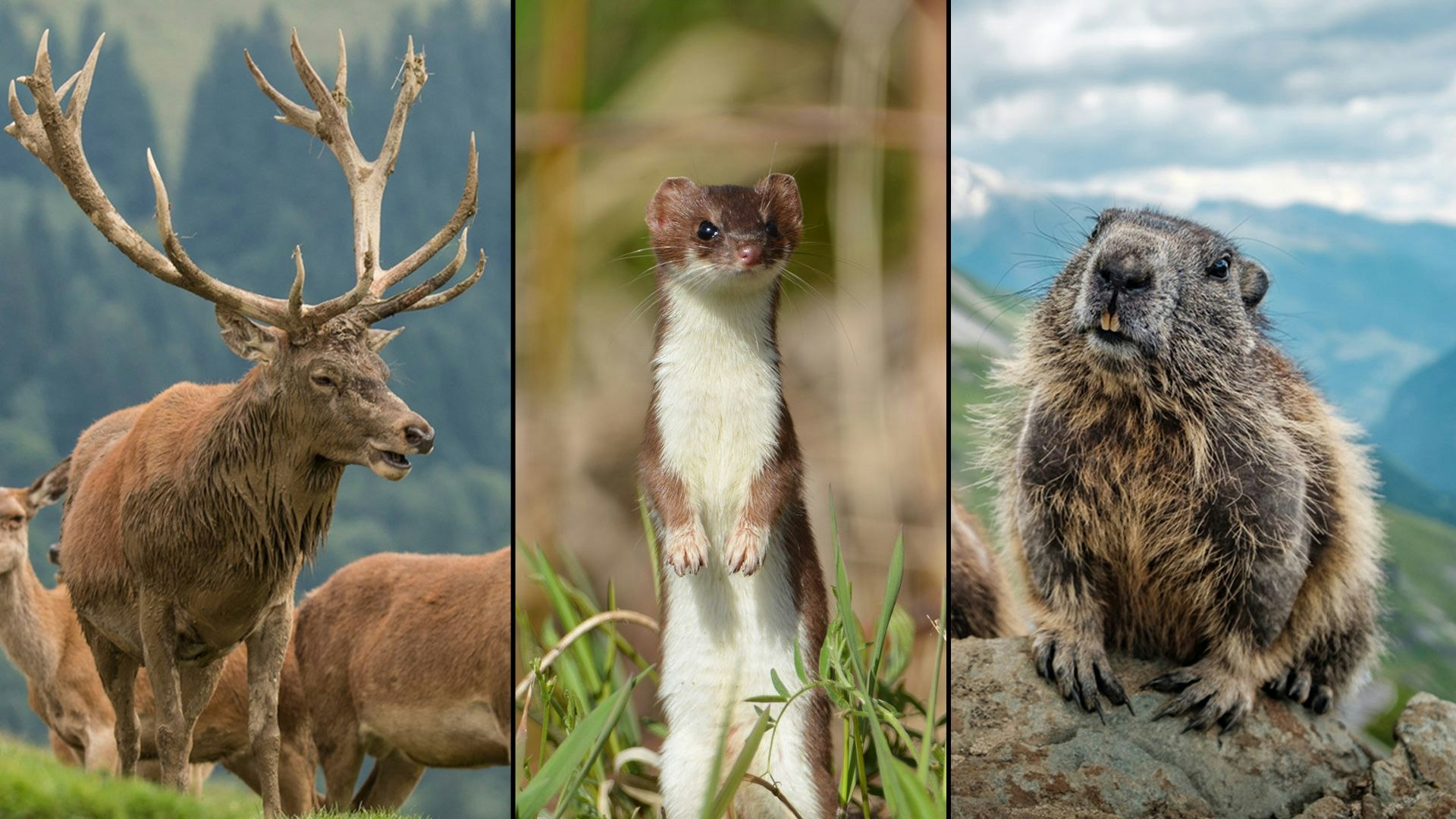 Heute.at - Wer wird Tier des Jahres 2026?