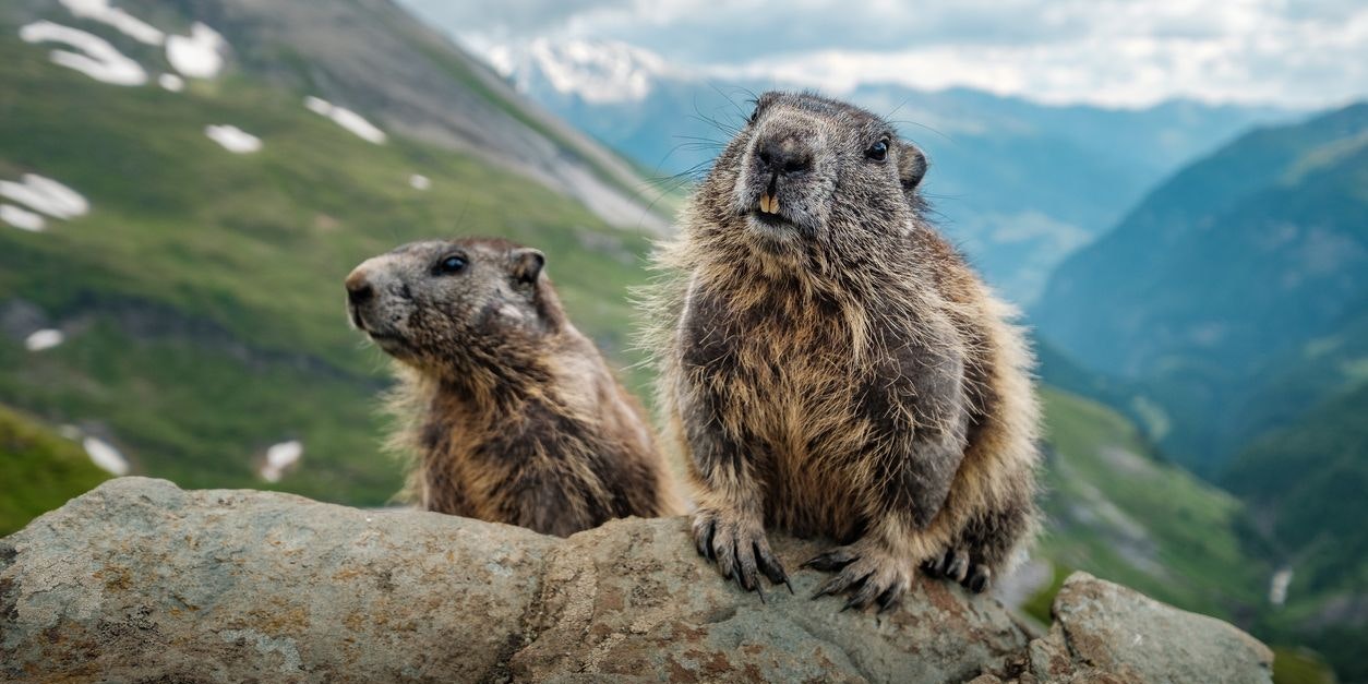 Wenn du gerne in den Bergen unterwegs bist, hast du bestimmt schon oftmals die Warn-Pfiffe der Murmeltiere gehört.
