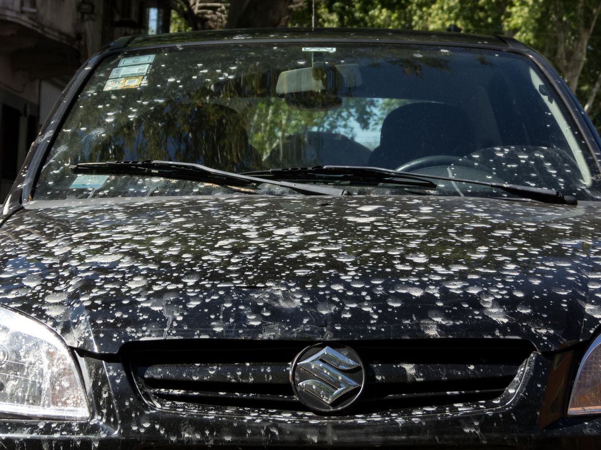 Schwarze Autos rangieren auf Platz 3 der am meist von Vögeln beschmutzen Autofarben.