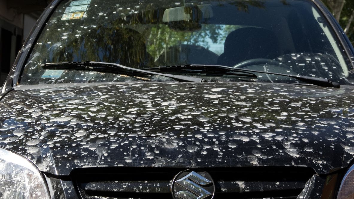 Heute.at - Kein Zufall! Auf diese Autos zielen Vögel am häufigsten