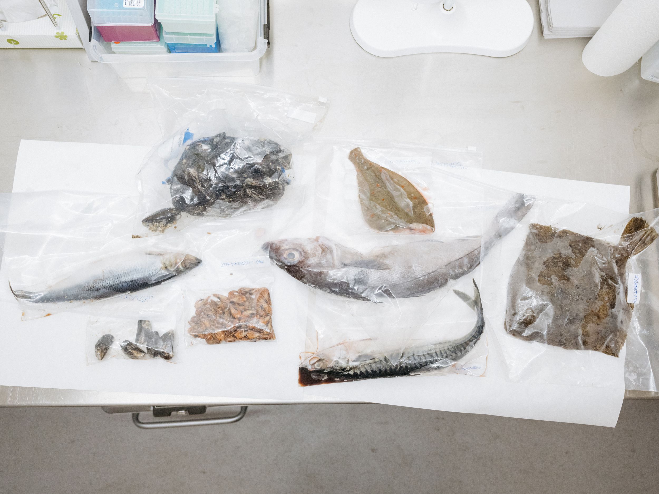 Heute.at - Fischskandal – Heimische Supermärkte führen Tests ein