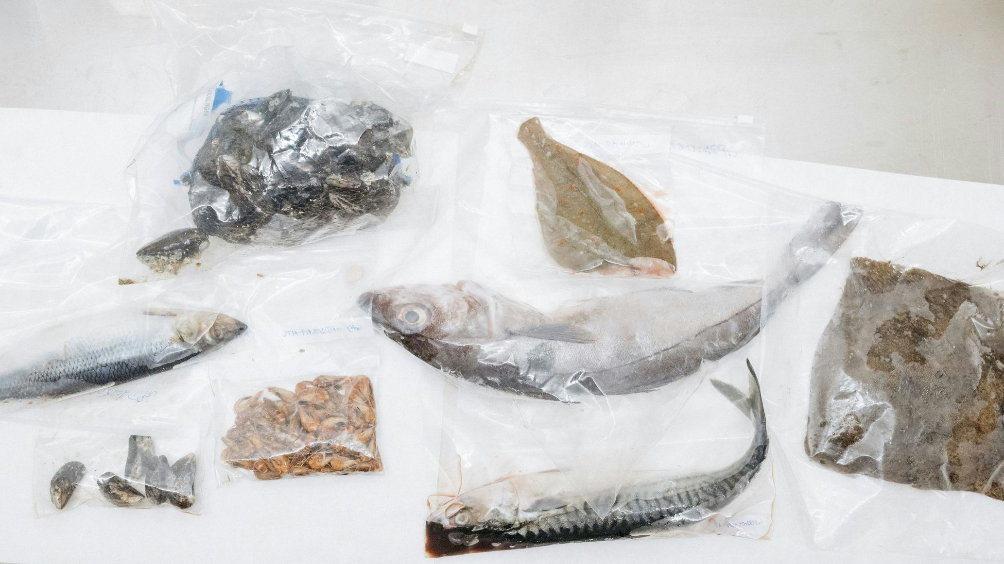 Heute.at - Fisch-Skandal – Gifte in Scholle, Hering, Makrele & Co.