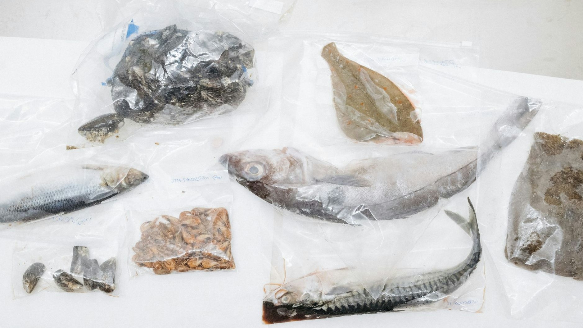 Heute.at - Fischskandal – Heimische Supermärkte führen Tests ein