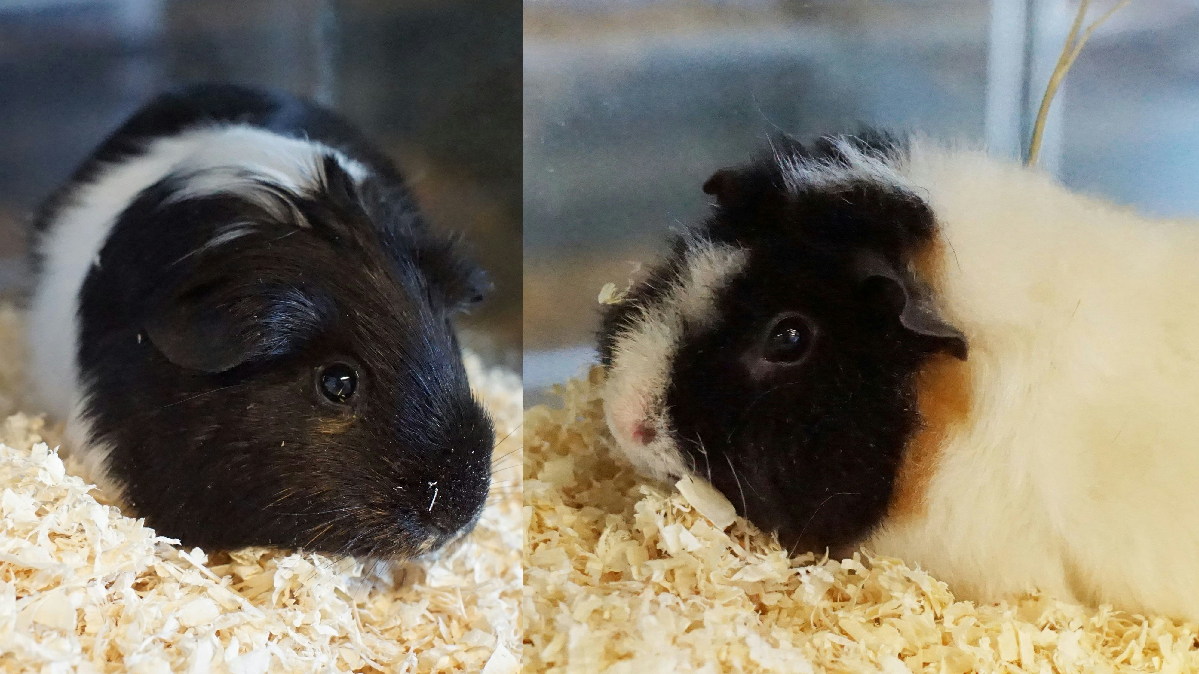 Heute.at - Meerschweinchen-Paar sucht dringend eine Familie