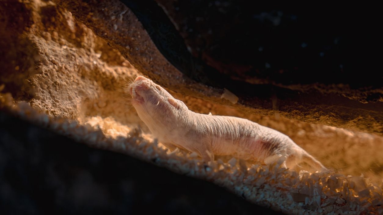 Heute.at - Das hässlichste Tier der Welt lebt streng strukturiert