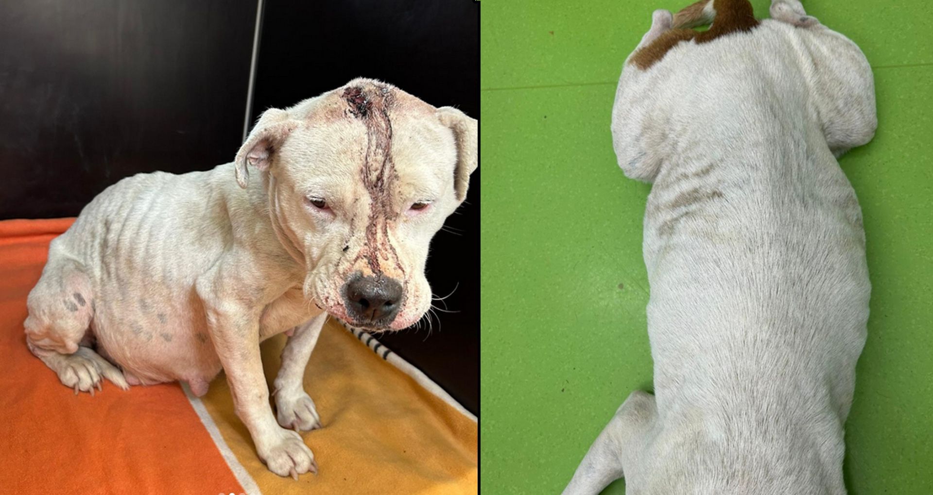 Heute.at - Kopfwunde, Kugeln im Körper und sechs Welpen im Bauch