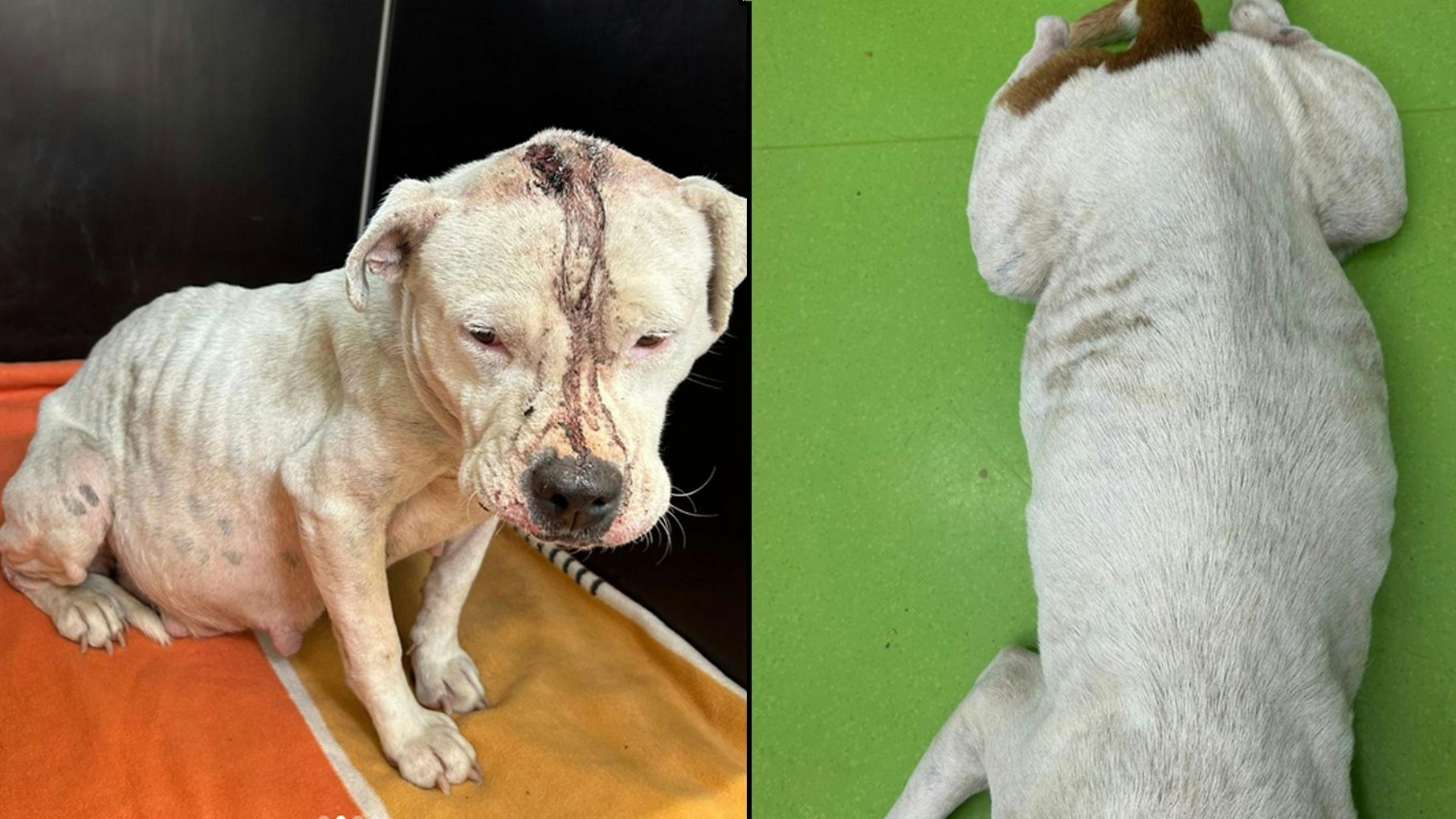 Heute.at - Kopfwunde, Kugeln im Körper und sechs Welpen im Bauch