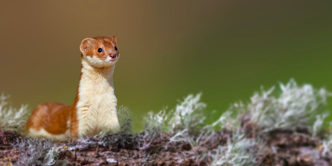 Mauswiesel werden manchmal auch "Hermännchen" genannt.