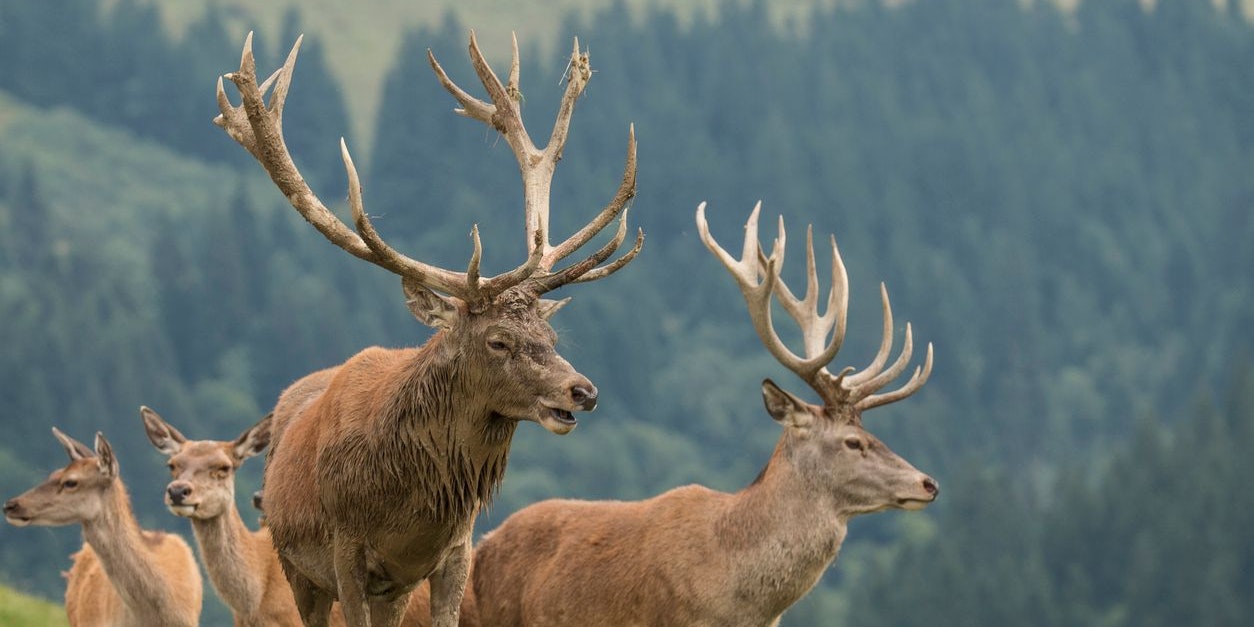 Während Rehe außerhalb der Paarungszeit eher Einzelgänger sind, leben Rothirsche in großen Rudeln. 