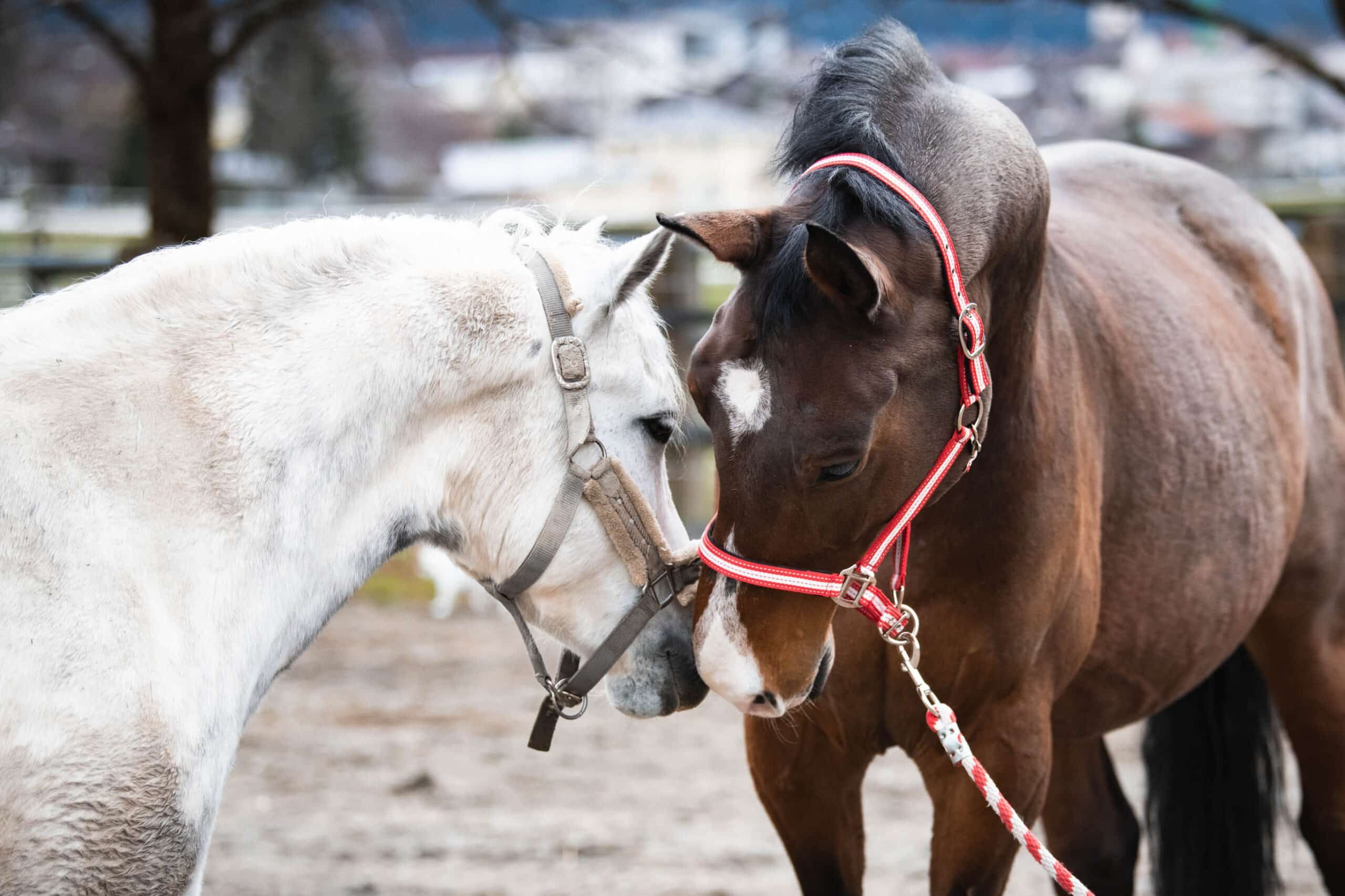 Heute.at - Pferde erfahren hier seit vier Jahren Liebe und Pflege