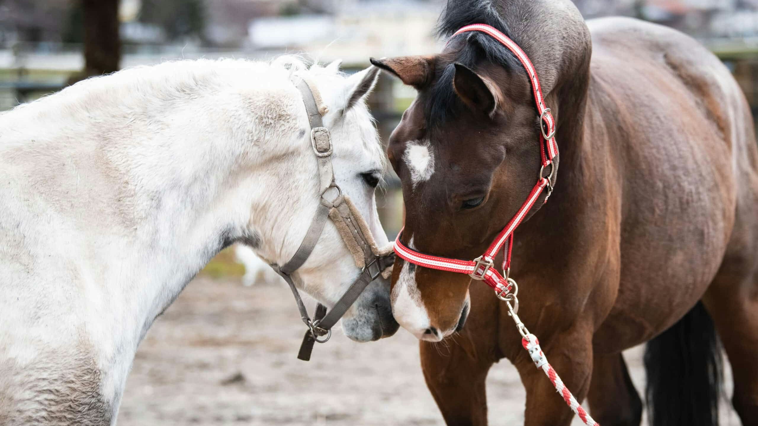 Heute.at - Pferde erfahren hier seit vier Jahren Liebe und Pflege