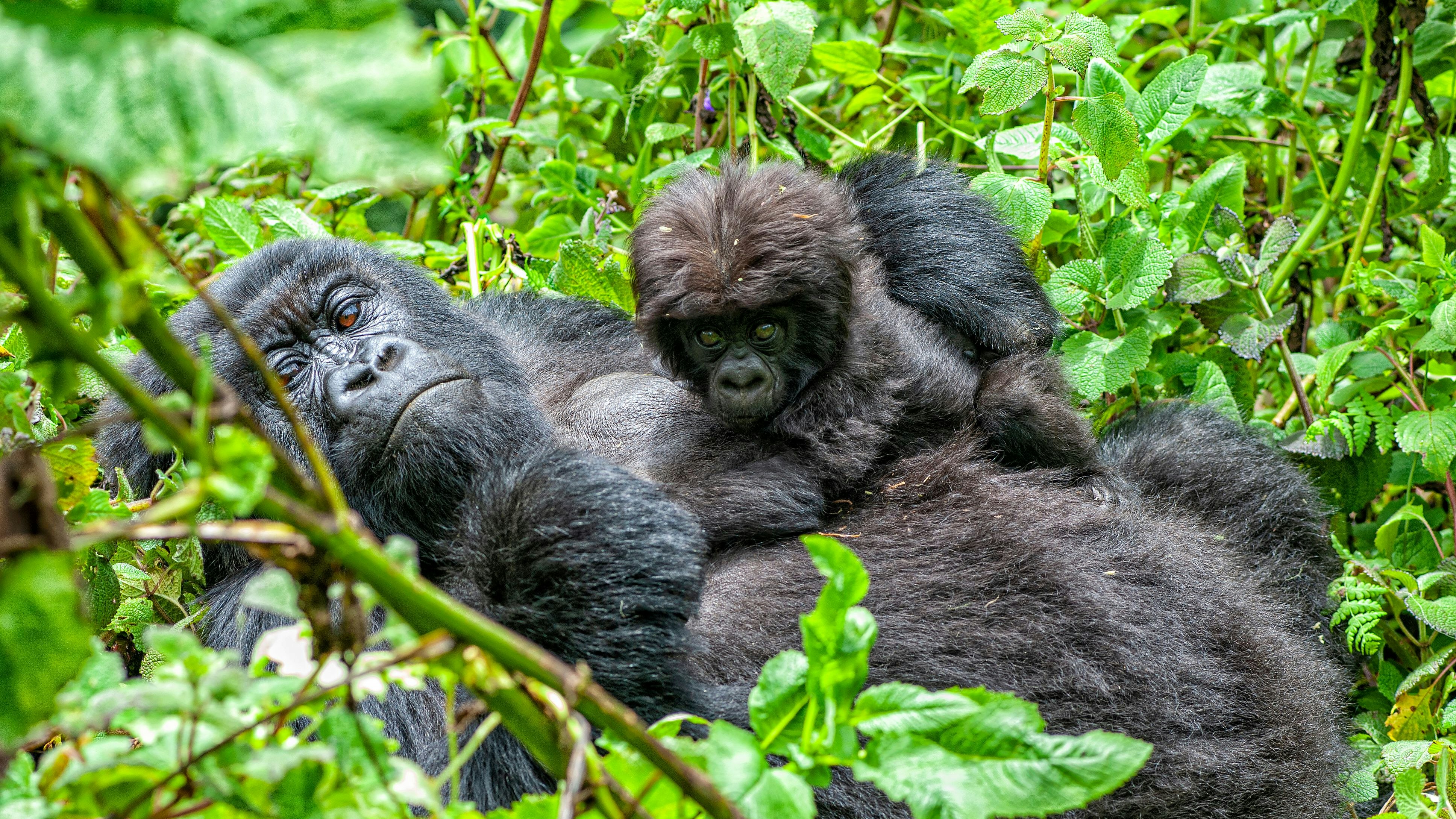 Heute.at - Wieso leben bei diesen Tieren die Omas so lange