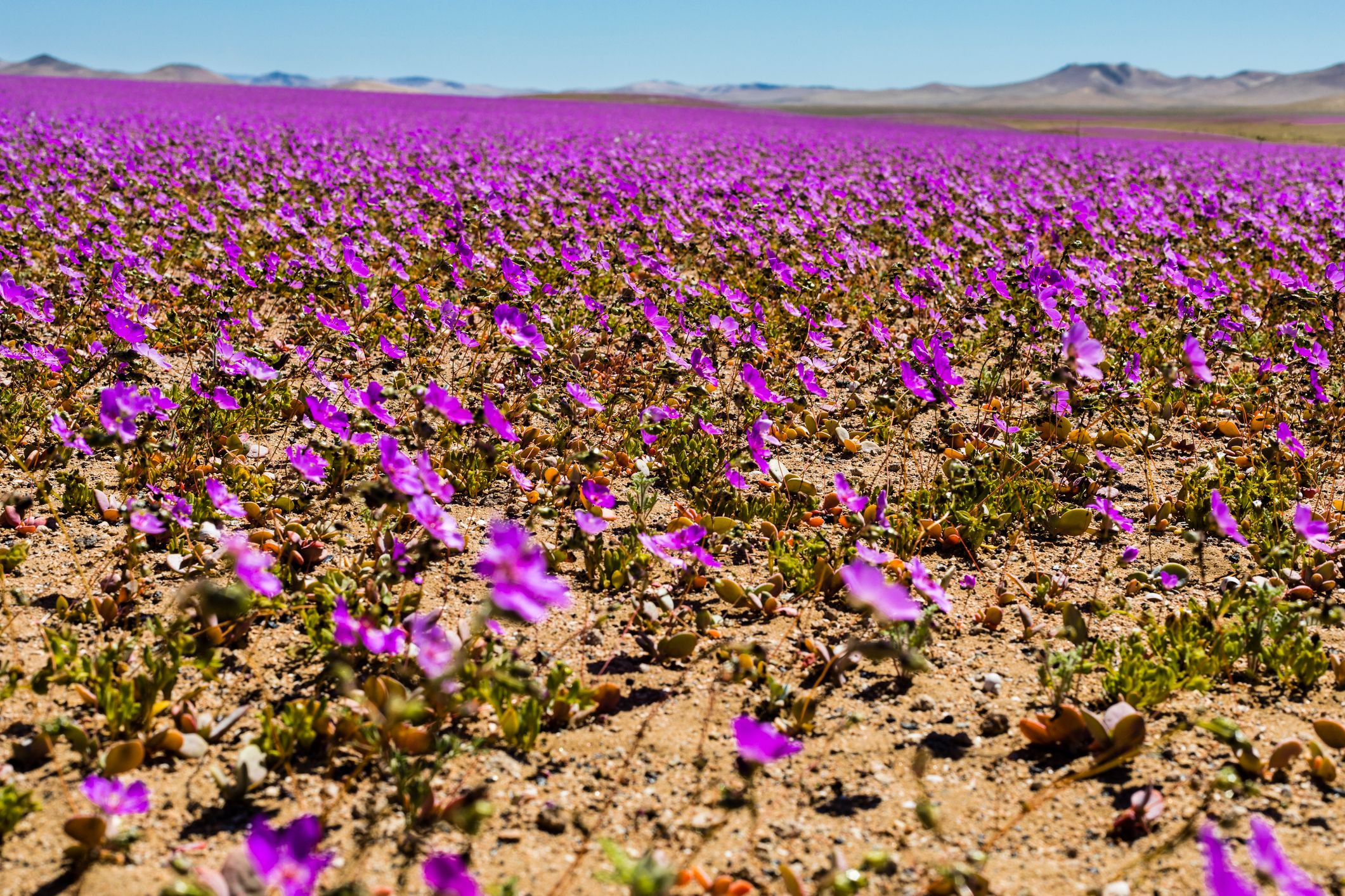 Heute.at - Naturwunder – Trockenste Wüste der Welt erblüht