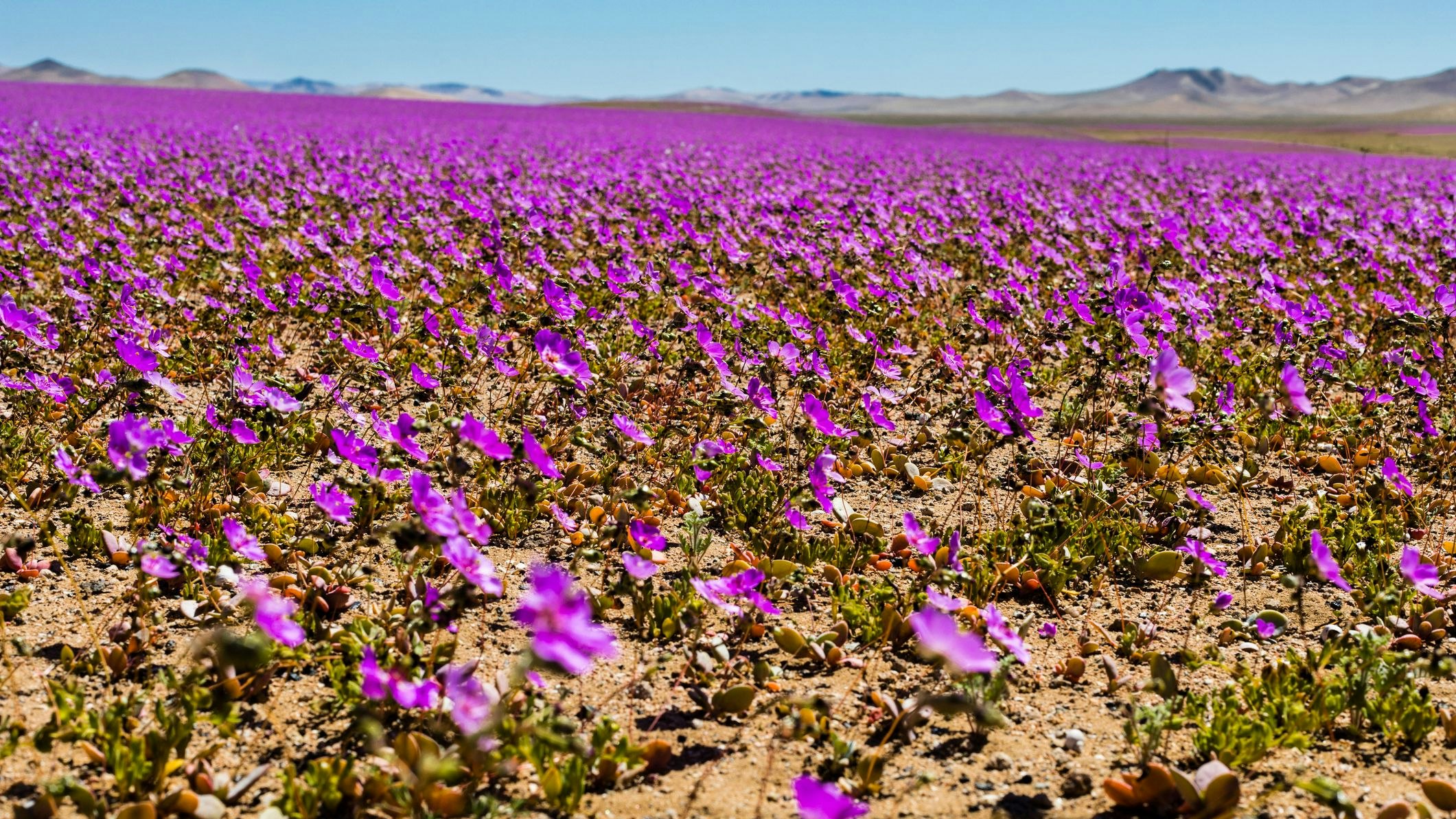 Heute.at - Naturwunder – Trockenste Wüste der Welt erblüht