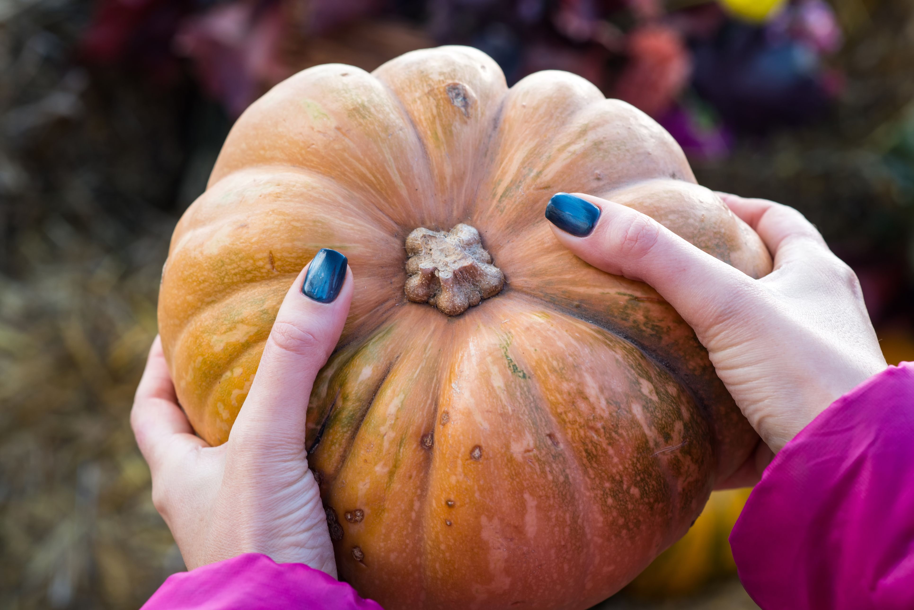 Es gibt etwa 800 Kürbissorten. Nur ein Bruchteil davon ist essbar.