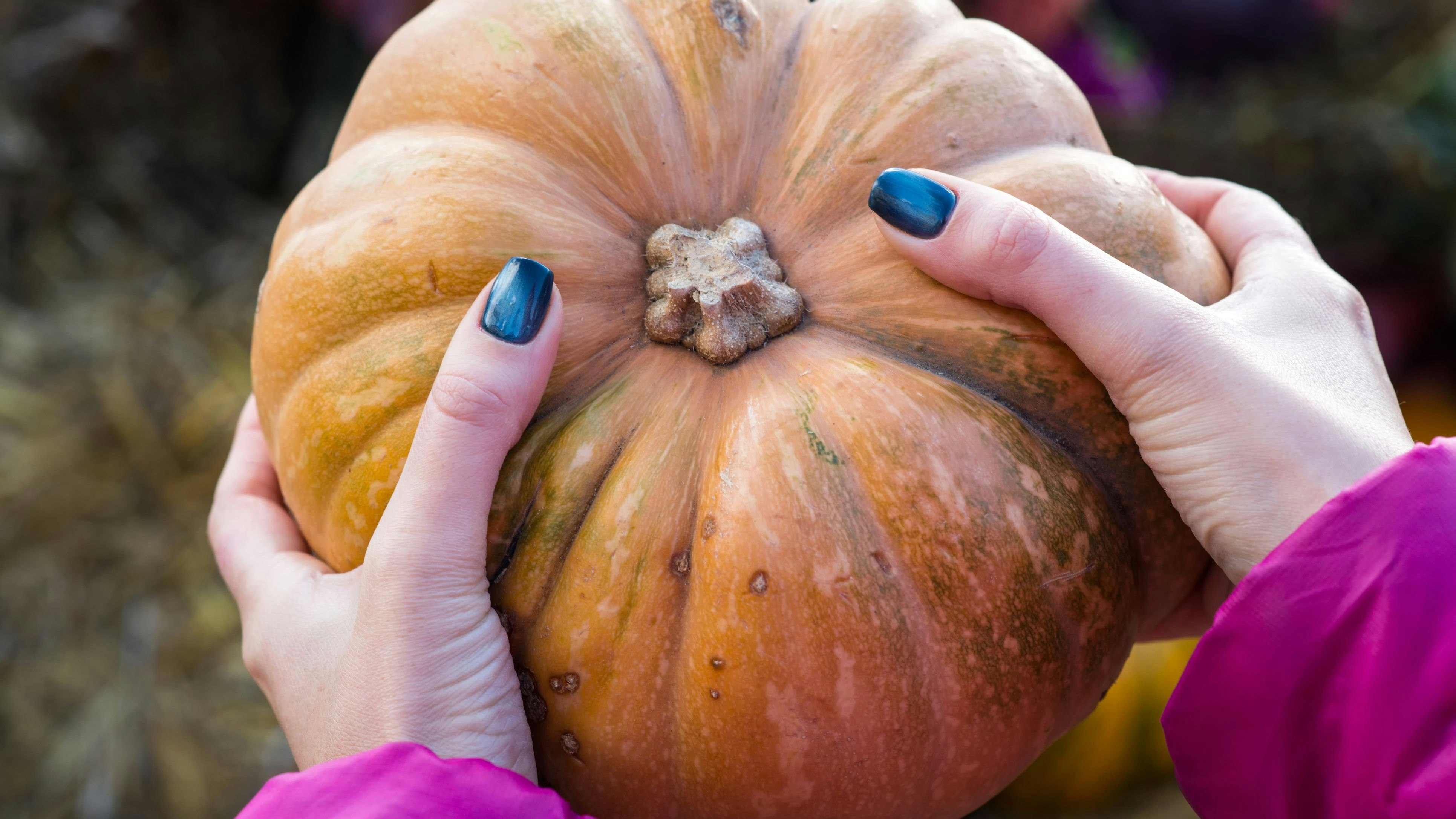 Heute.at - Nagelprobe – so findest du den perfekten Kürbis