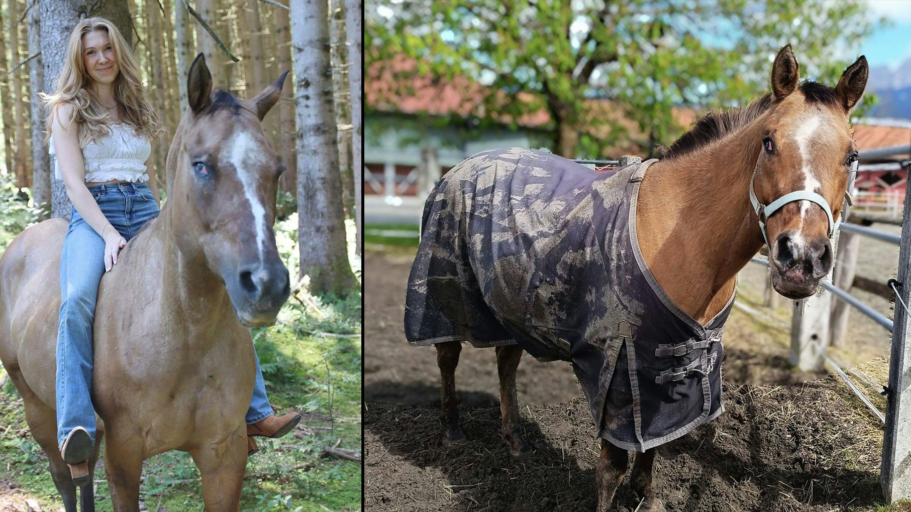 "Blueberry" bekam durch die Pferdeklappe eine zweite Chance und lebt ein wunderbares Leben in einem neuen Zuhause. 