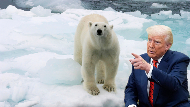 Heute.at - Kein Scherz! Donald Trump kämpft jetzt für Eisbären