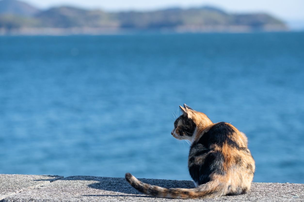 Auf der spanischen Insel Nueva Tabarca leben mehr Katzen als Menschen.
