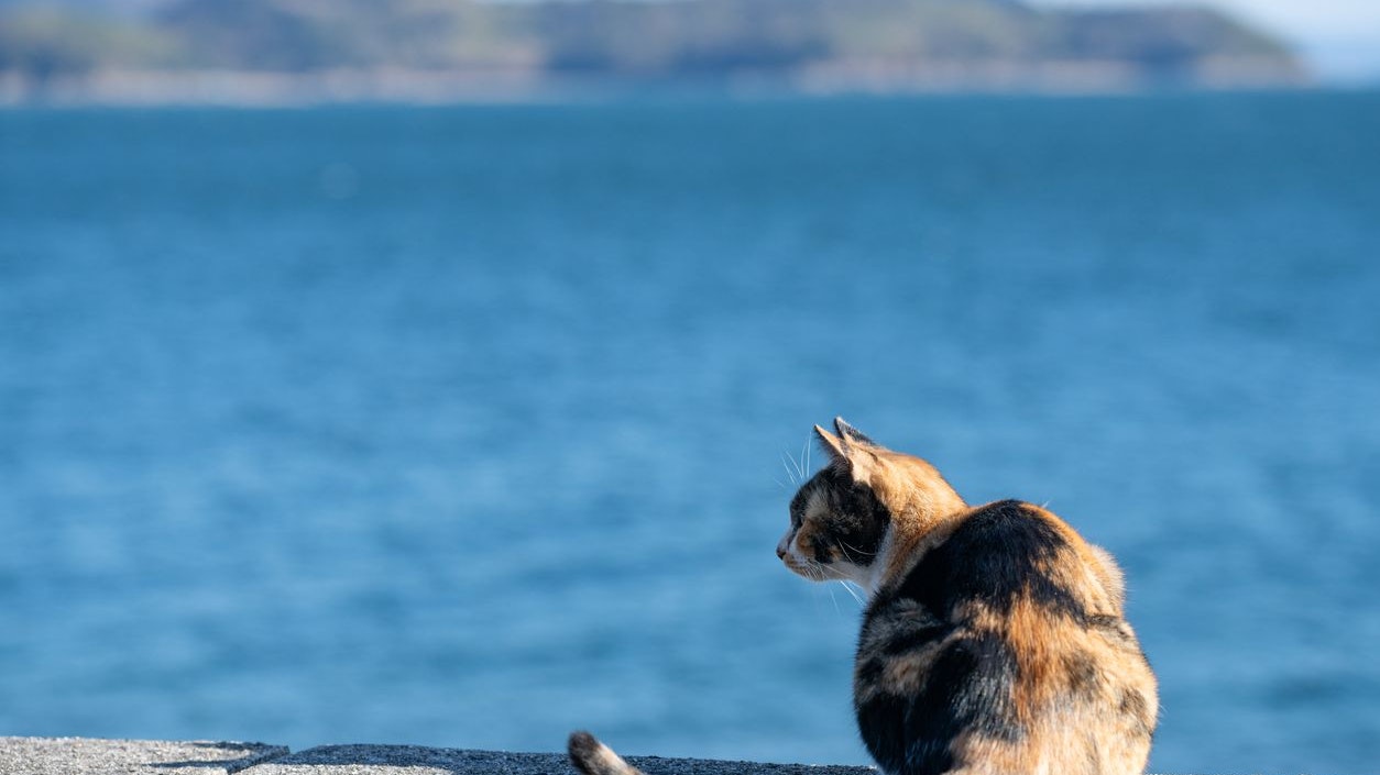 Heute.at - Auf dieser Insel leben mehr Katzen als Menschen