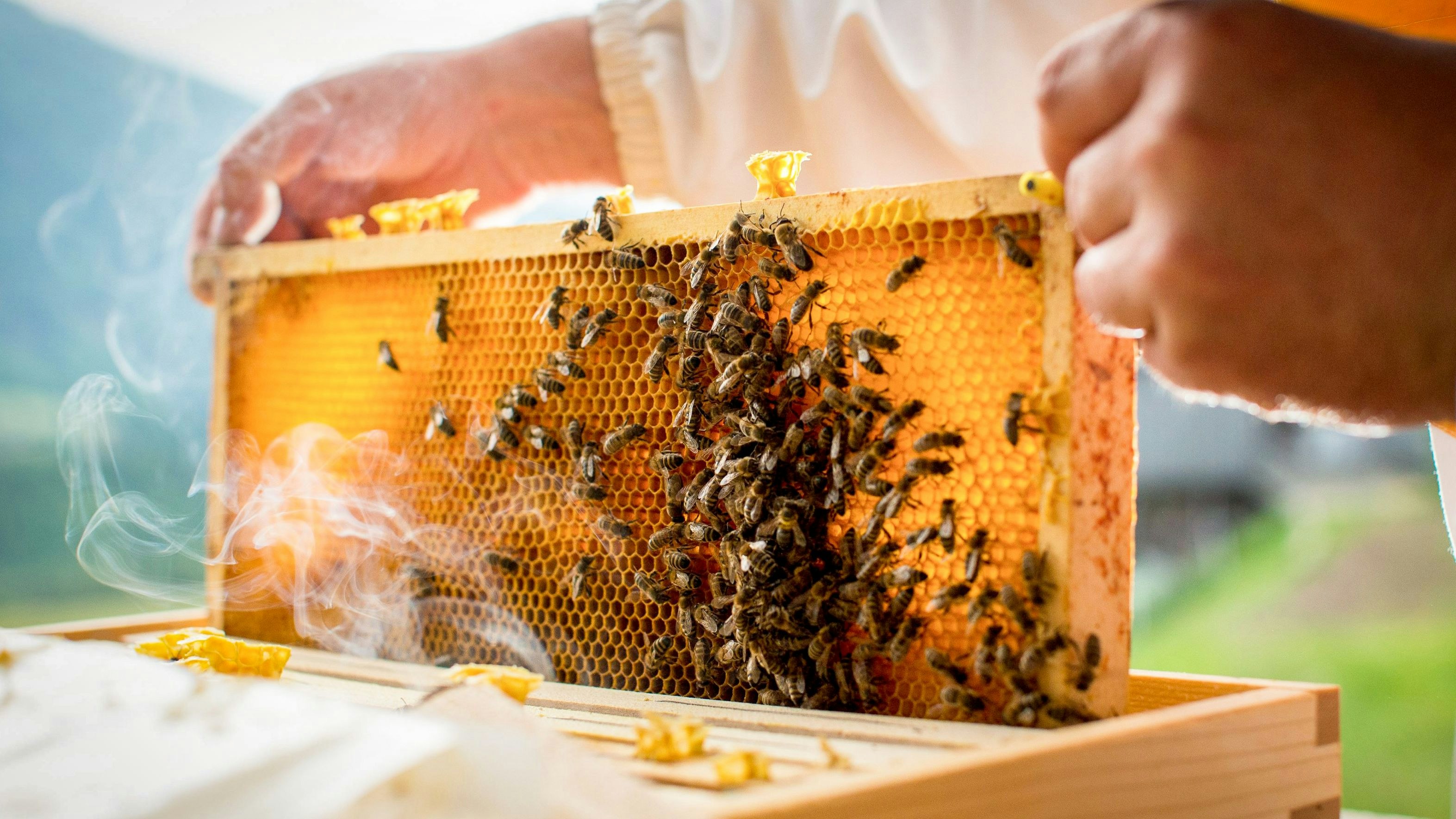 Heute.at - Goldene Honigwabe: Österreichs beste Honige gesucht