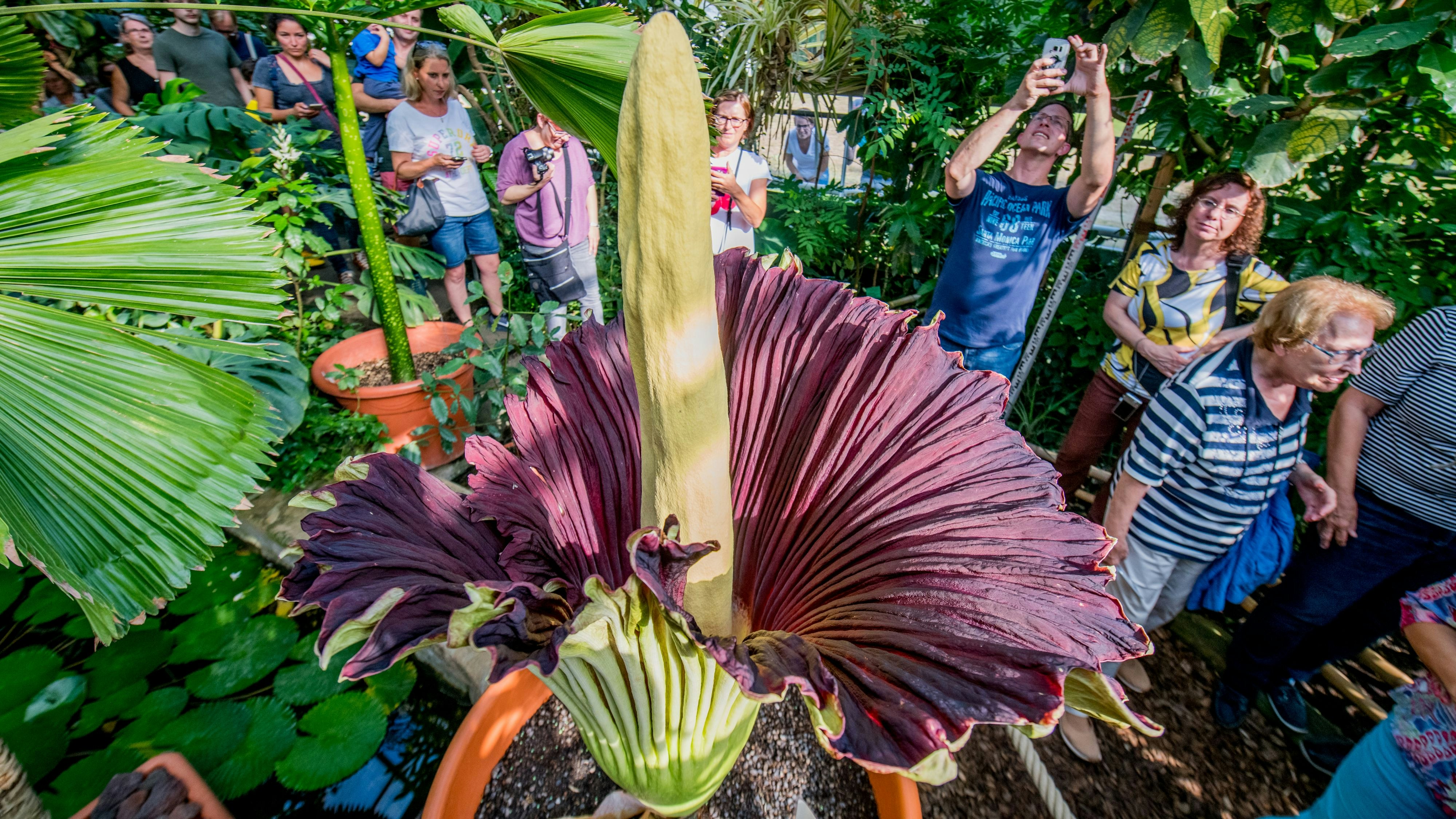 Heute.at - Seltene Titanwurz aus Botanischem Garten gestohlen