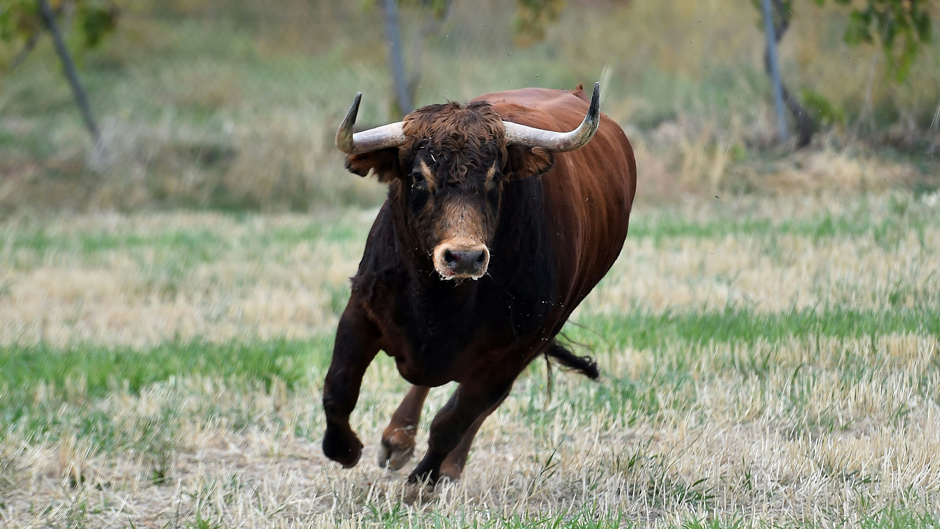 Heute.at - Tiroler (63) auf Wiese von Stier attackiert und getötet