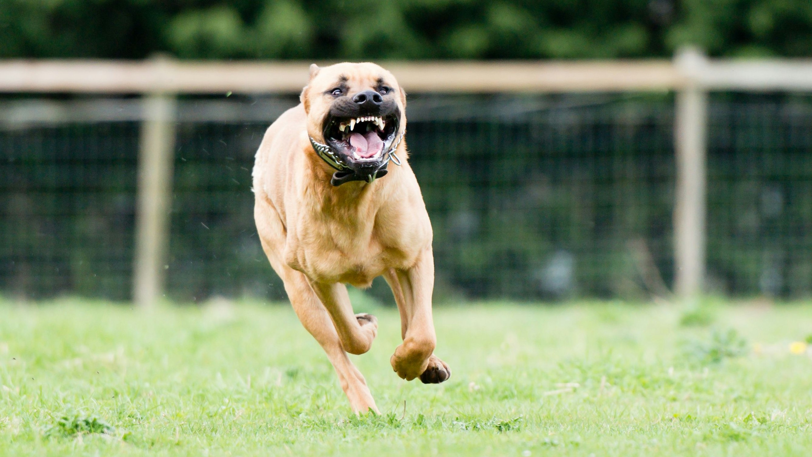 Heute.at - Wieder biss Pitbull zu und verletzte gleich 3 Personen