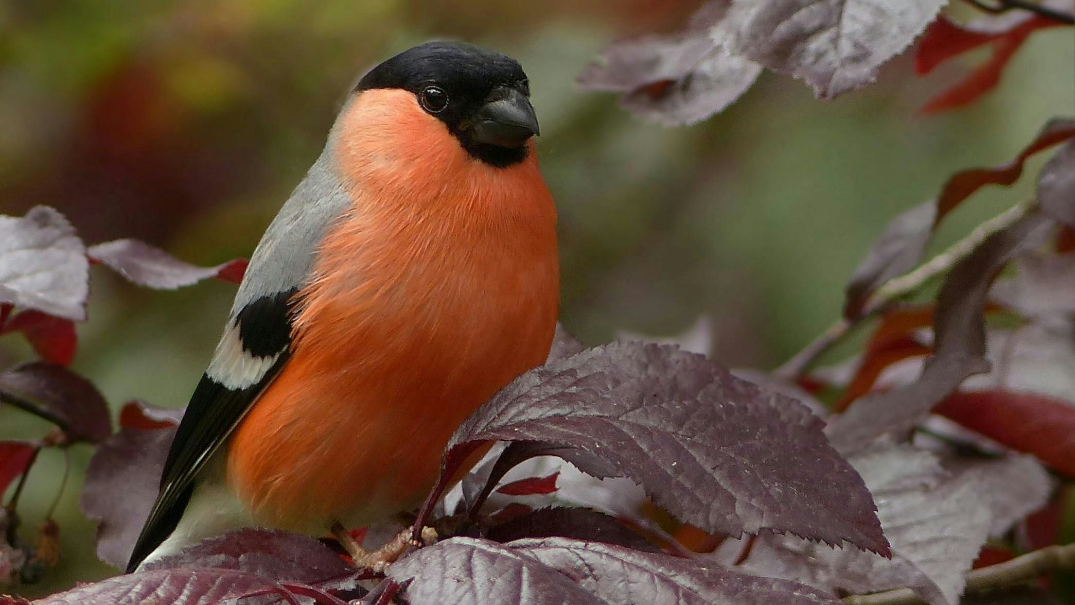 Heute.at - Peinliches Weltkulturerbe gehört endlich verboten