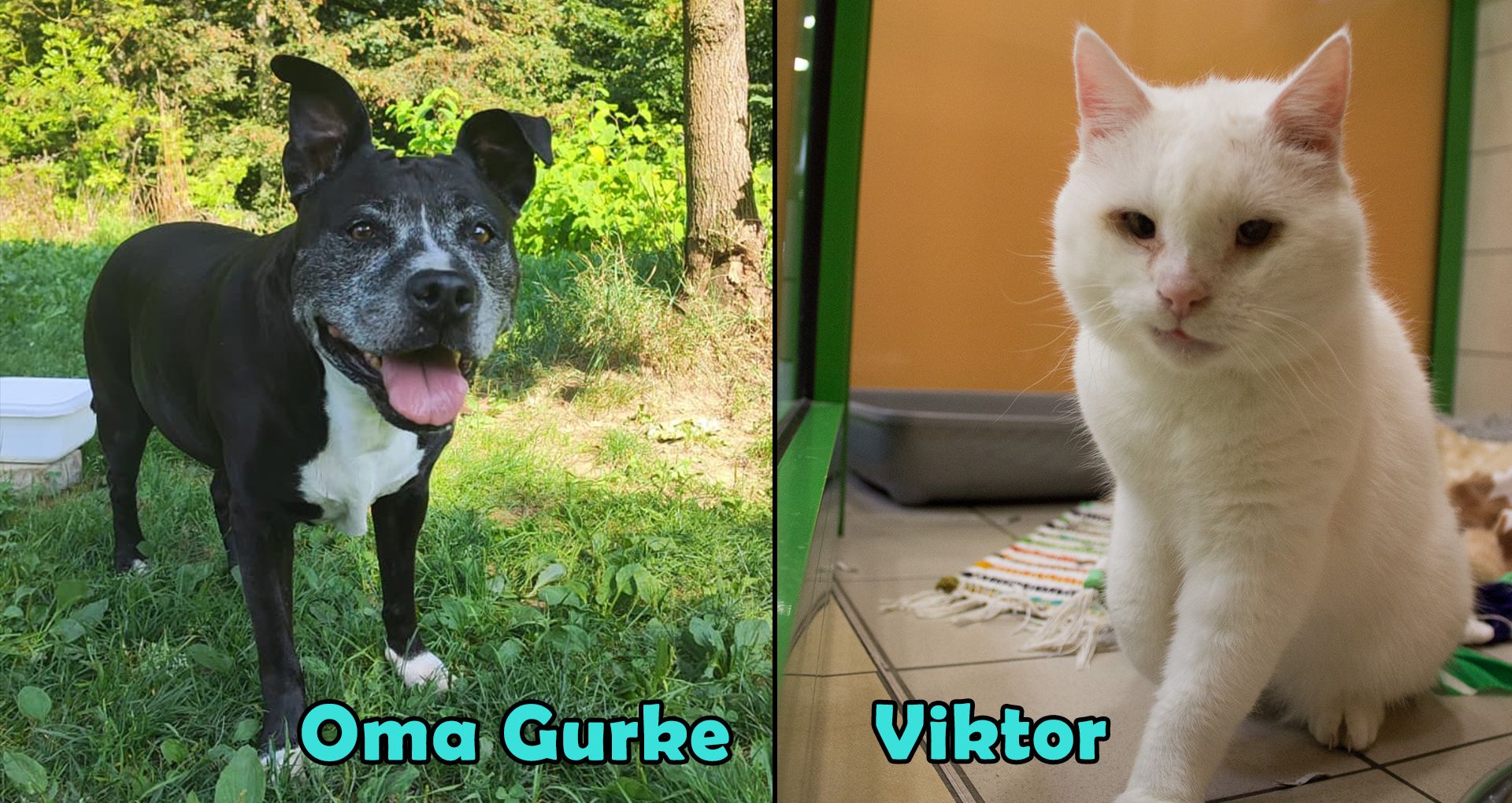 Heute.at - TIKO Kärnten: Schützlinge der Kalenderwoche 42