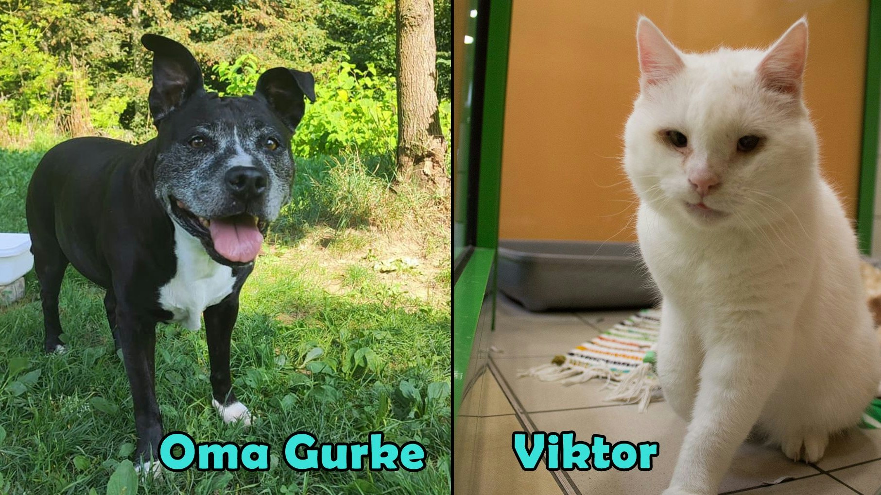 Heute.at - TIKO Kärnten: Schützlinge der Kalenderwoche 42