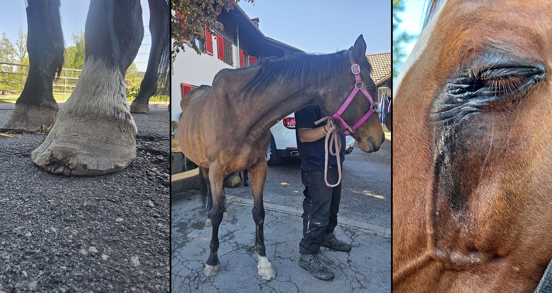 Alle Tiere waren in einem insgesamt sehr besorgniserregenden Zustand.