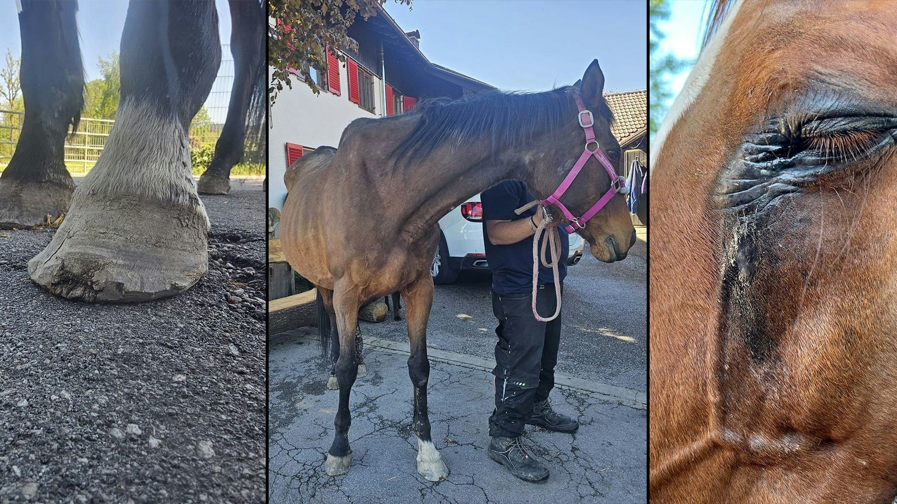 Heute.at - Langes Zittern! Tiere dürfen bei Pfotenhilfe bleiben