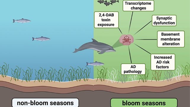 In Zeiten der Algenblüte (re. Bildhälfte) sind Delfine massiv gefährdet.