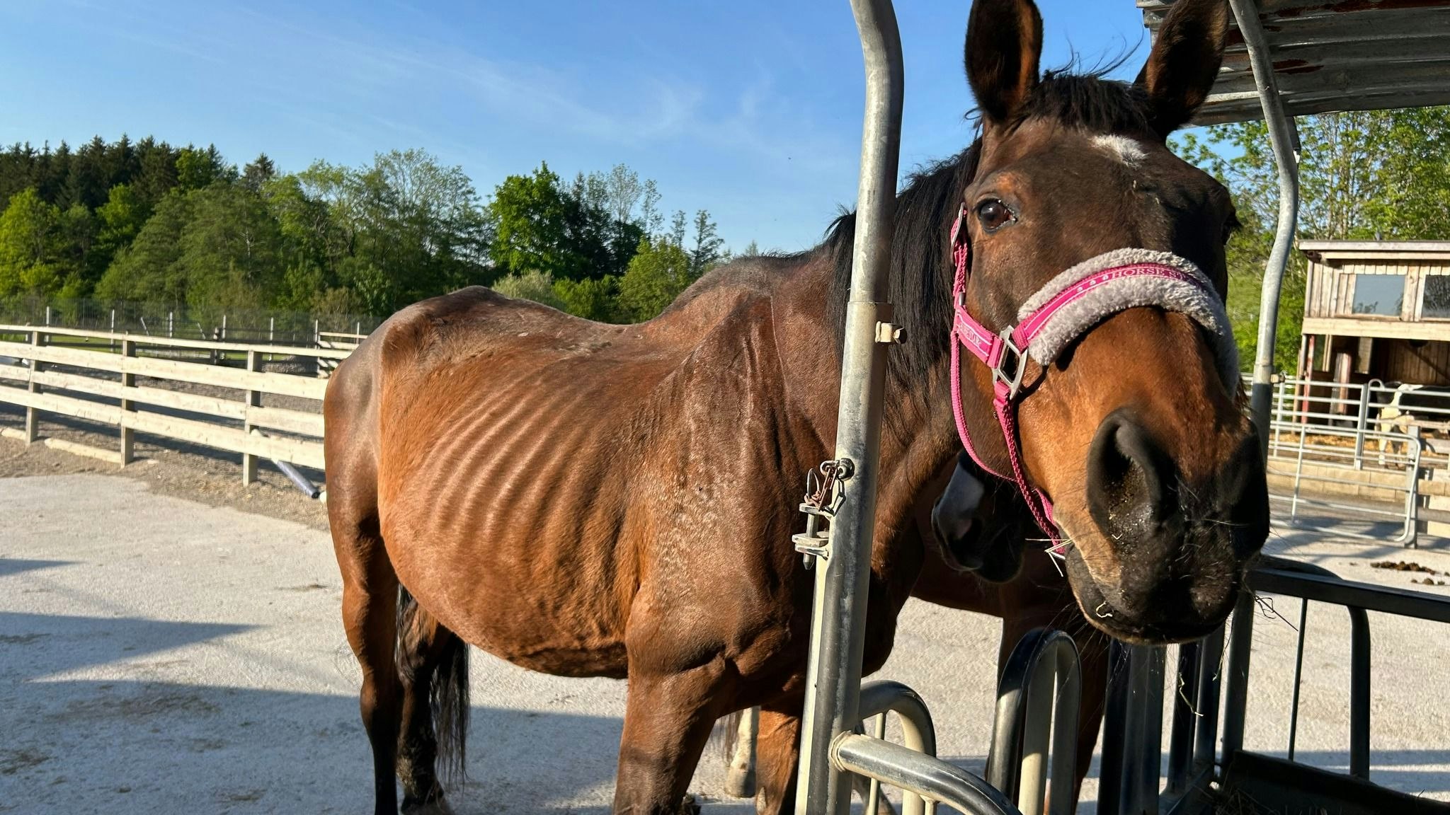Die Pferde waren in einem schrecklichen Zustand zum Zeitpunkt der Beschlagnahmung. 