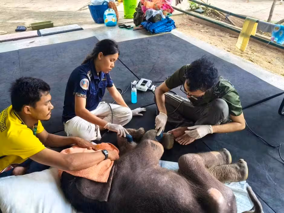 Khao Tom wird rund um die Uhr betreut.