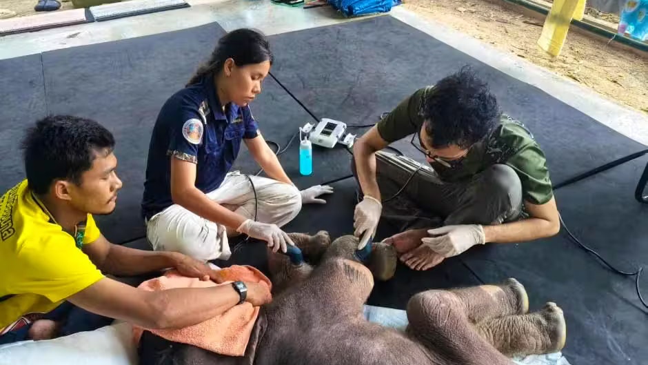 Heute.at - Von Mama verstoßen! Elefantenbaby kämpft sich ins Leben