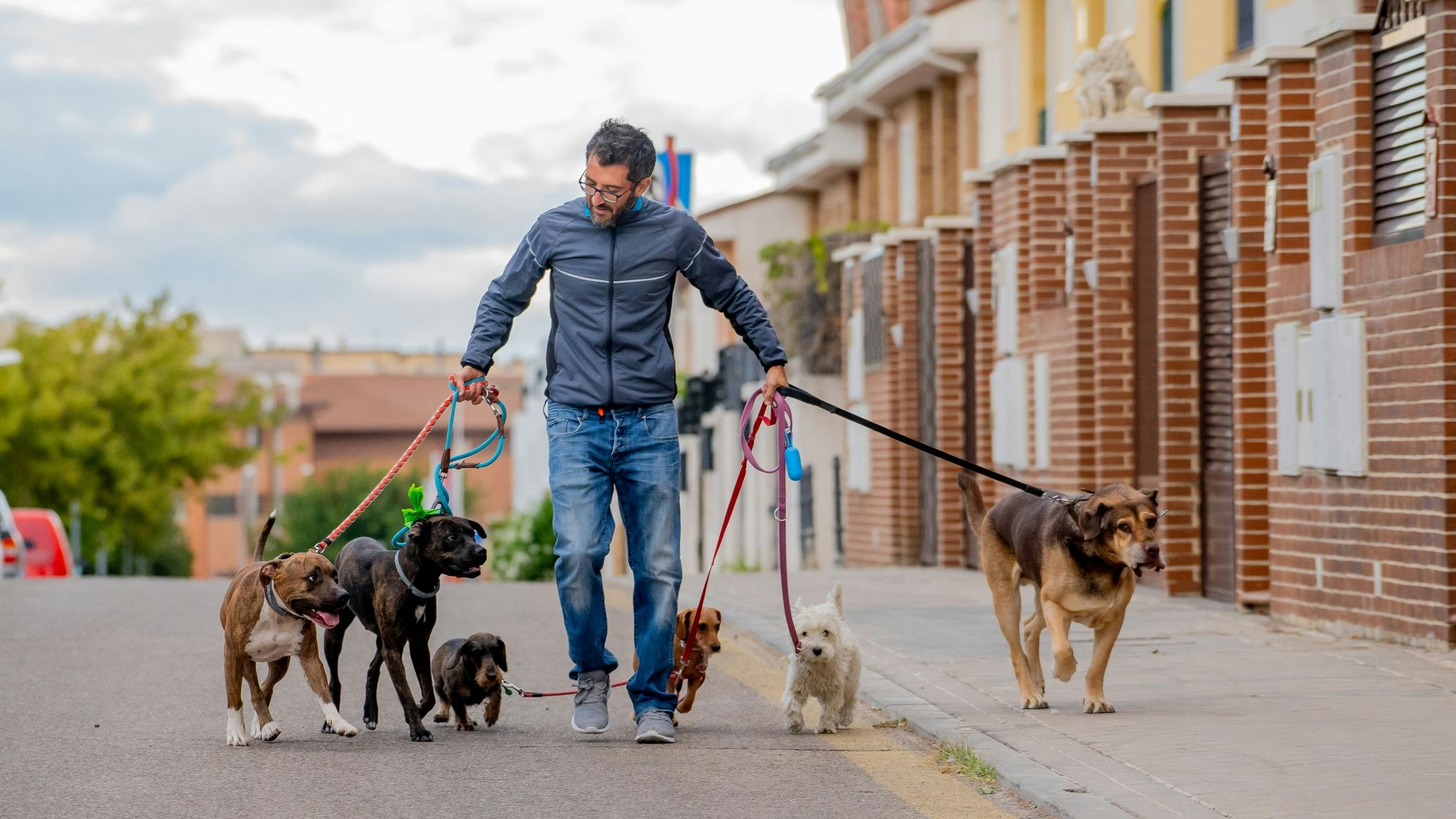 Illegale Tiersitter werden immer mehr zum Problem.