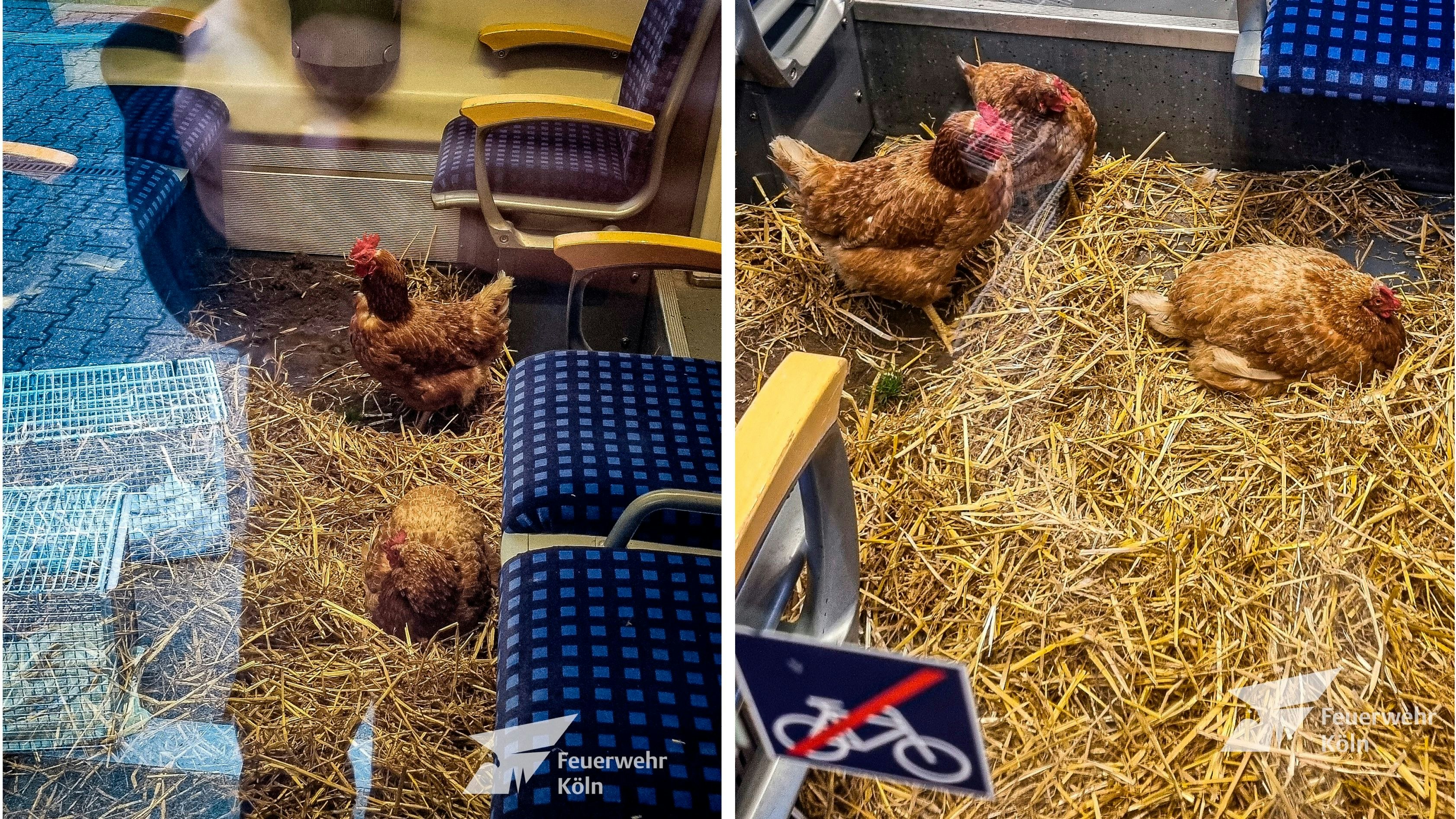 Heute.at - Eier sind 1. Klasse – Hühner in der Bahn ausgesetzt