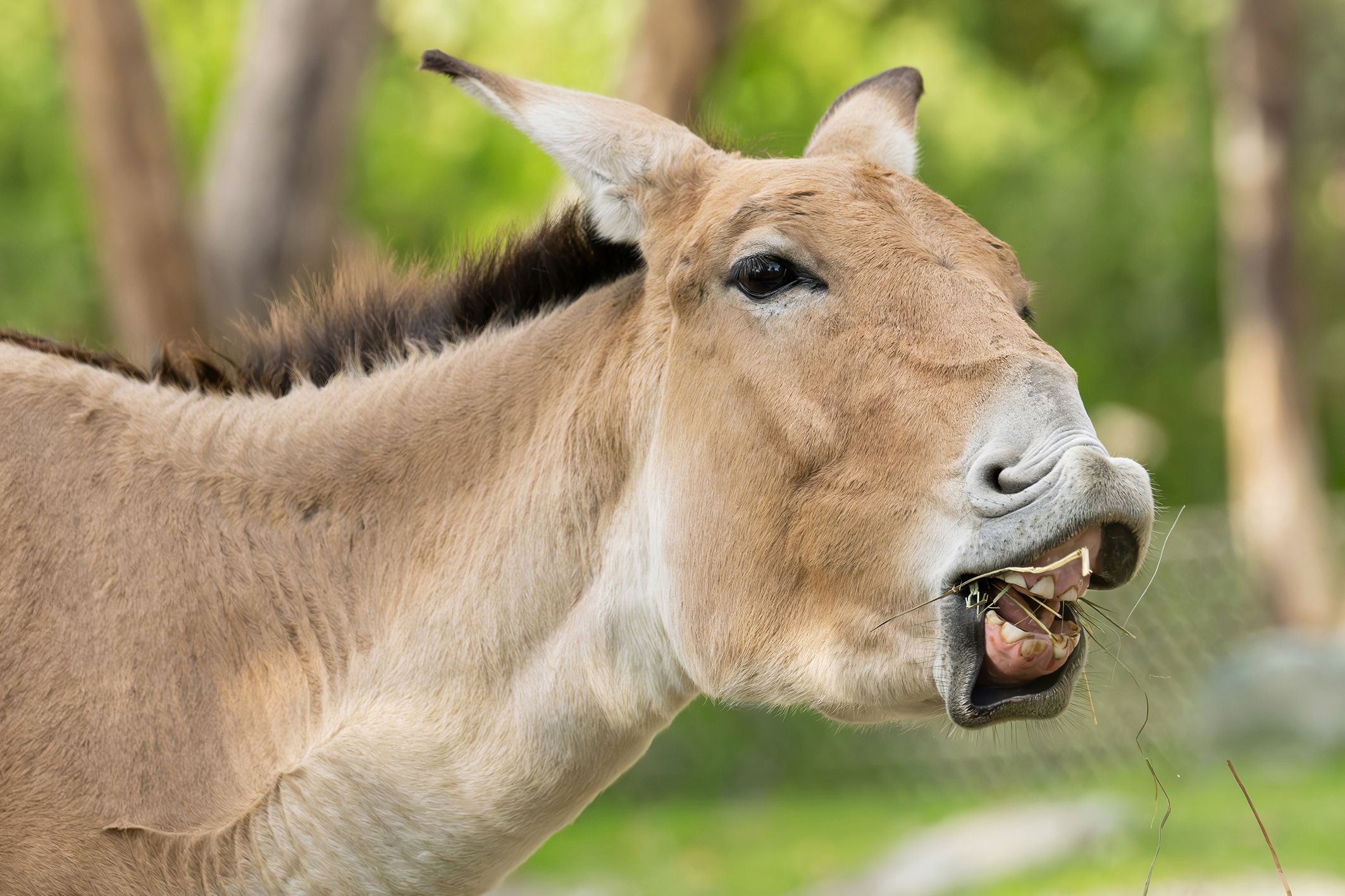 Heute.at - Dieses Tier ist eine absolute Schönbrunn-Premiere