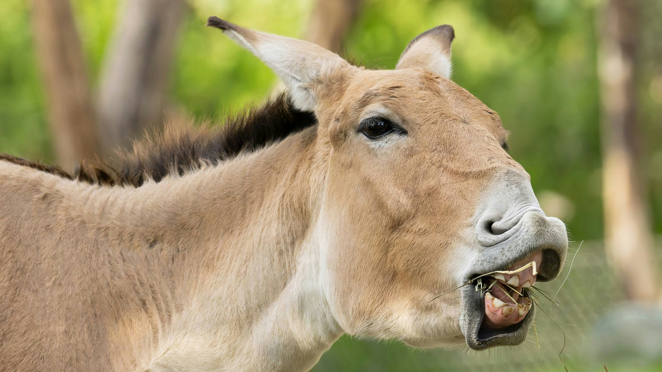 Heute.at - Dieses Tier ist eine absolute Schönbrunn-Premiere
