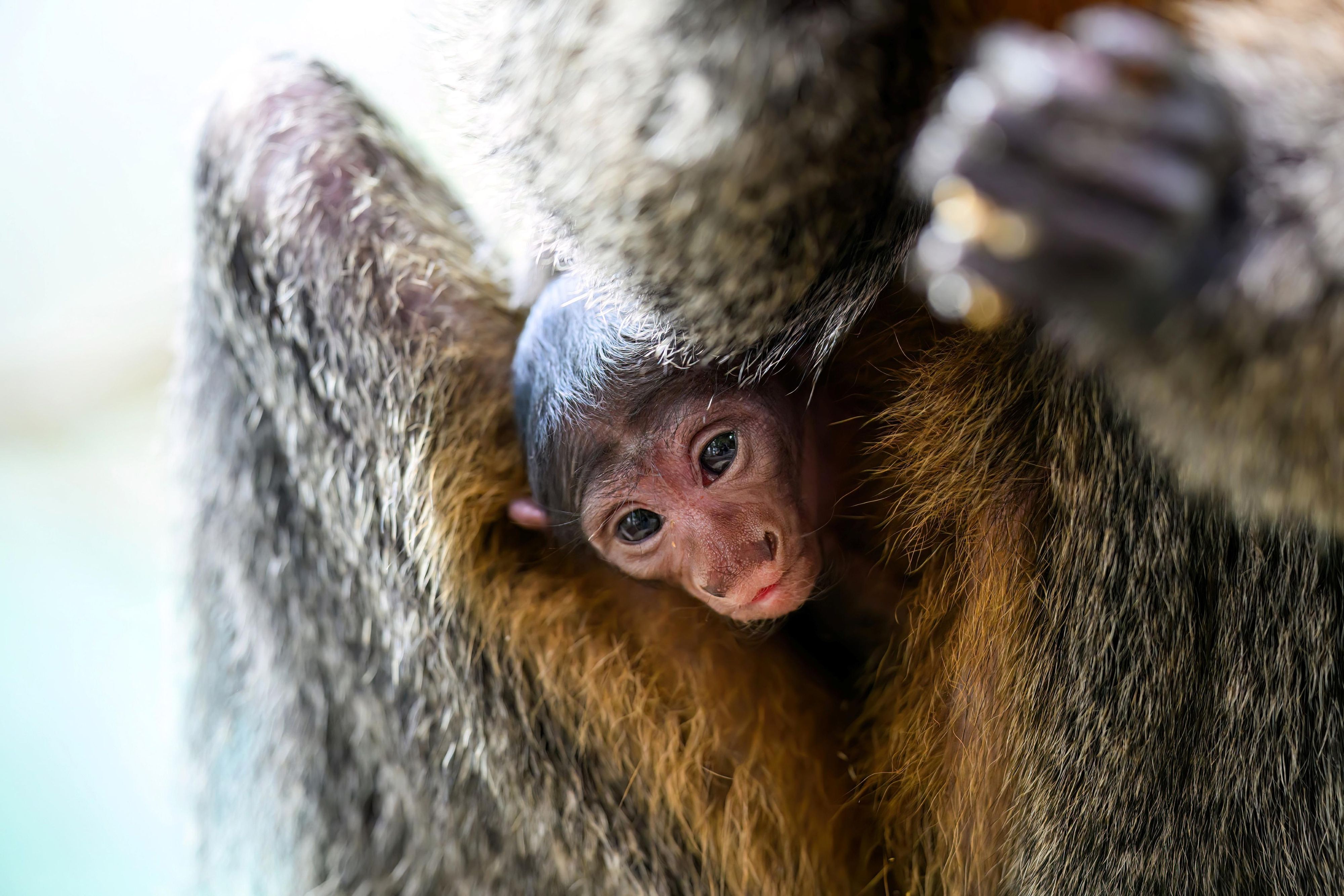 Heute.at - Im Haus des Meeres wartet dieses Baby auf dich
