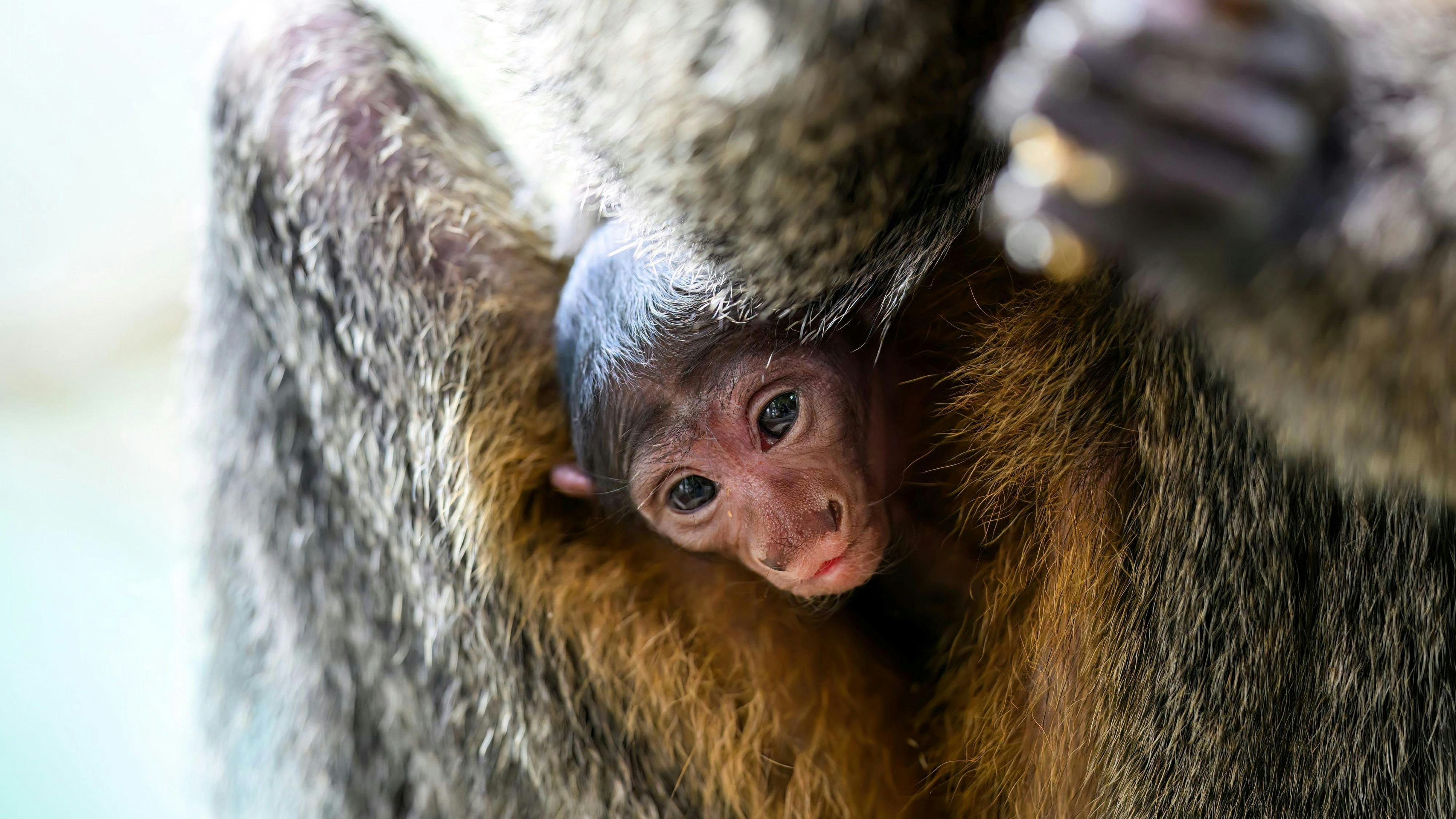 Heute.at - Im Haus des Meeres wartet dieses Baby auf dich