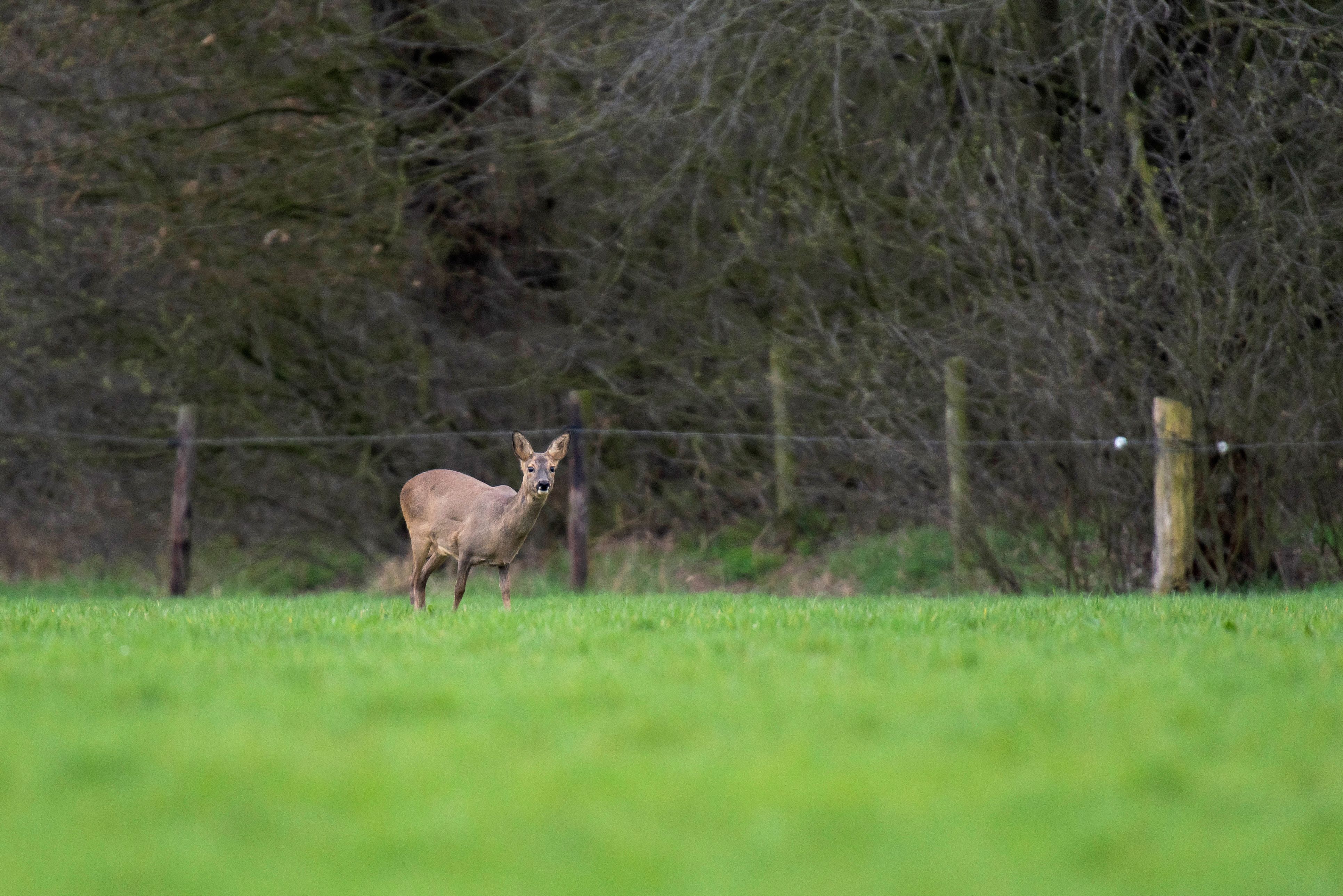 Das Reh steckte im Zaun fest und sorgte so für die verdächtigen Geräusche. Symbolbild. 