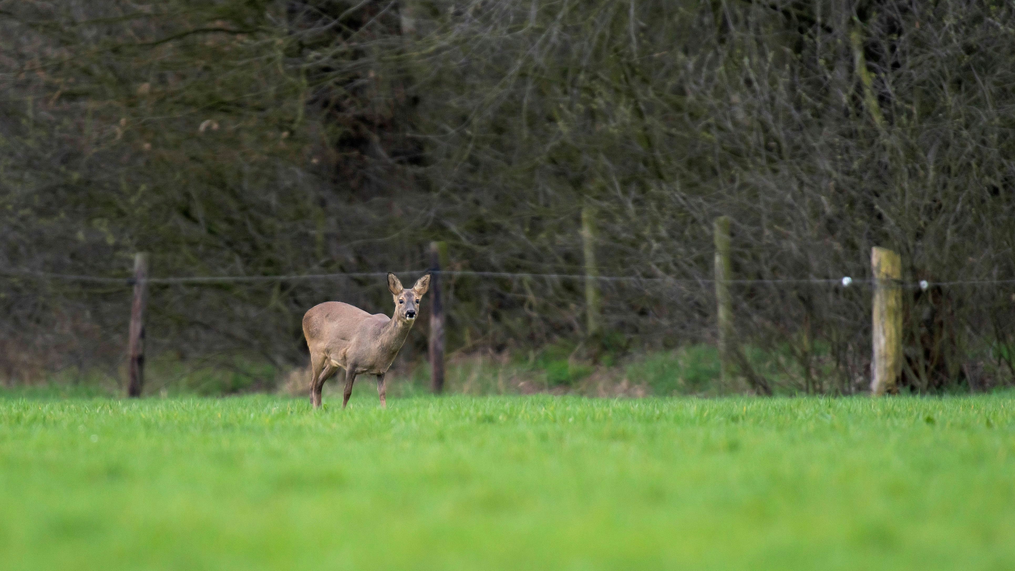Heute.at - Polizei wird wegen Einbrecher gerufen, sie findet Reh