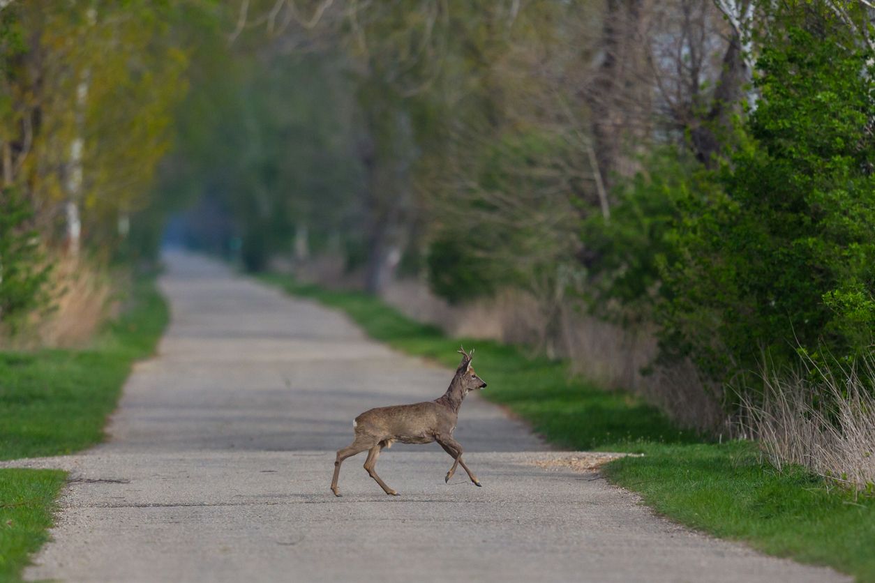 Der Mann konnte nicht mehr anhalten und prallte mit dem Tier zusammen. Symbolbild.