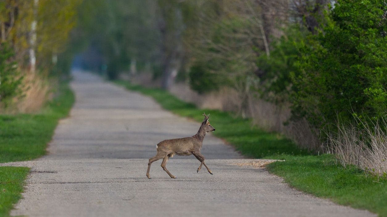 Heute.at - Dort sterben die meisten Rehe und Hasen