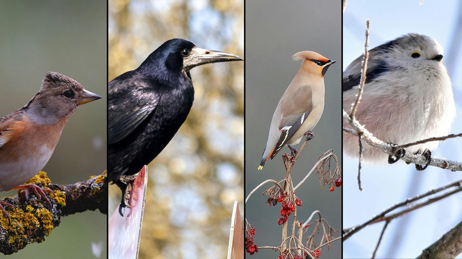 Heute.at - Na, wer kommt denn da angeflattert? Unsere Wintergäste